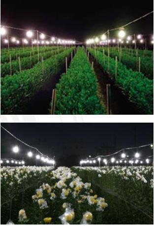 J5 Fixture APRICO LED Grow Light Bulb x12PCs